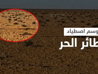 بالفيديو || كيف يُصطاد الطائر الحر في بادية الشامية بريف الرقة