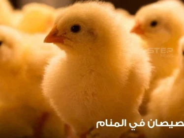 رؤية الصيصان في المنام ودلالة اختلاف ألوانها عند المعبرين
