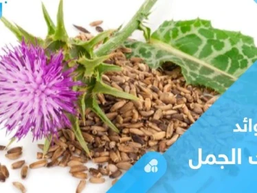 تعرف على عشبة شوك الجمل وفوائدها الصحية العديدة