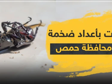 حشرات بأعداد ضخمة تغزو محافظة حمص وسط سوريا.. والتفاصيل!