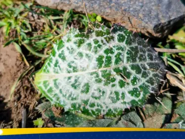 إسرائيل ترش مواد 