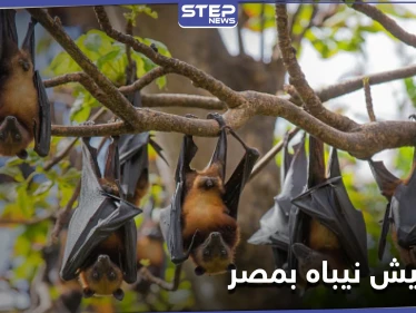 خفافيش نيباه في مصر والسلطات تحسم الجدل حول انتشار الفيروس الجديد