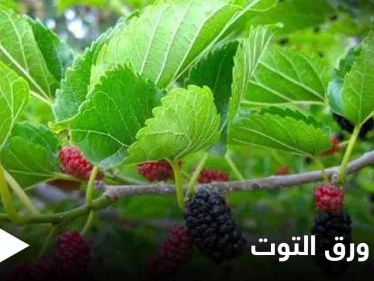 نصائح لمرضى السكري.. هذه الطريقة الأفضل لاستخدام ورق التوت
