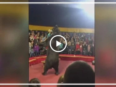بالفيديو... في مشهدٍ خطير دب يهاجم مدربه خلال عرض سيرك