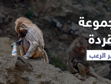 بالفيديو|| مجموعة قردة تثير الرعب في السعودية خلال عبثها وبحثها عن الطعام في مناطق مأهولة بالسكان