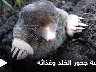 يتبع هندسة منظمة لجحوره ويقسمها إلى غرف عدة.. حياة الخلد السرية تحت الأرض وحقيقة نظامه الغذائي الذي لا يحتوي النباتات
