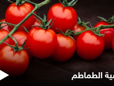 ما هي حساسية الطماطم وهل هي خطيرة تعرف إلى أهم المعلومات عنها