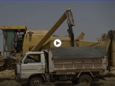 عدسة ستيب ترصد بدء موسم الحصاد في شمال محافظة إدلب