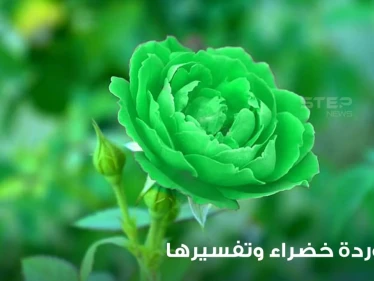 ماذا يعني أن ترى زهرة خضراء في إناء في المنام؟ وماهي دلالة هذه الرؤية
