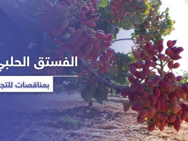الفستق الحلبي بريفي حماة وإدلب يباع بمناقصات للتجار.. وأصحابه يأكلهم الفقر بالمخيمات