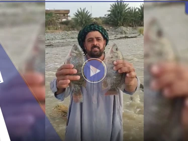 شاهد|| ظاهرة غريبة في السعودية حيرت الجميع.. أسماك في سيول الطائف فكيف وصلت