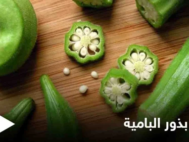 بذور البامية.. فوائد لا يمكن حصرها ومنها علاج السرطان ومكافحة هشاشة العظام