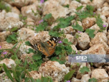 ثلاثة مليارات فراشة في الشمال السوري، ولا خوف منها على المزروعات
