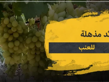 15 فائدة مذهلة لـ العنب .. تعرف عليها قبل أن يفوتك موسمها