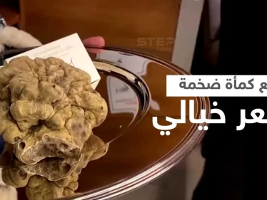 بالفيديو|| بيع كمأة ضخمة بسعر خيالي تجاوز مئة ألف دولار... من هو المشتري