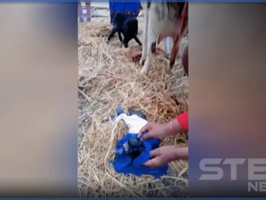 بالفيديو|| ولادة مخلوق غريب في الهند والناس تجتمع حوله 