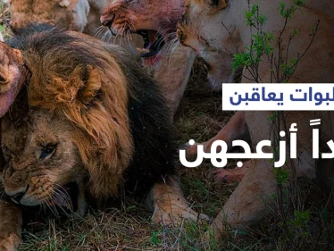 شاهد|| لبوات غاضبات يهاجمن أسداً بطريقة شرسة ويفقدْنَه "خصيته" بحادثة نادرة للغاية