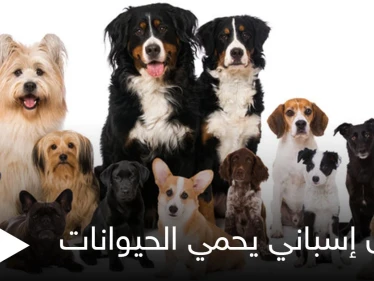 قانون إسباني لـ حماية الحيوانات وضمان الحضانة لها يضع شروطاً قاسية في حال طلاق أصحابها "ملزمان برعايتها"