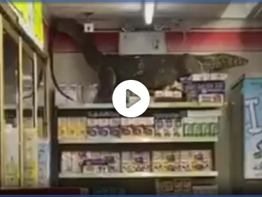بالفيديو|| سحلية مرعبة بطول مترين تقتحم بقالة في تايلند وتتسلق الرفوف وتستقر في الأعلى