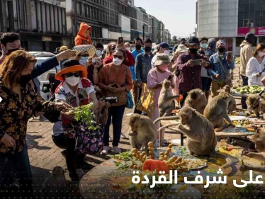 شاهد|| وليمة على شرف القردة.. انقضوا عليها والتهموا أطعمة بألفي دولار