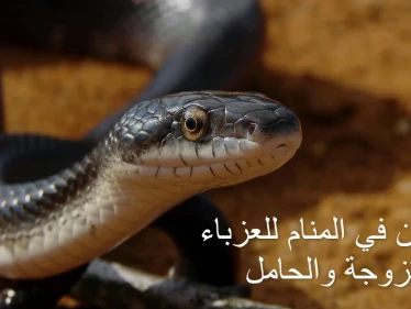 تفسير حلم الثعبان في المنام لابن سيرين ... احذر منه