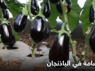 مادة سامة في الباذنجان تخلصوا منها فورا.. خبراء يحذرون منها ويكشفون خطورتها