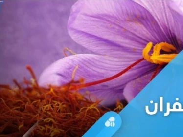 من أغلى النباتات في العالم.. الزعفران صيدلية متكاملة لعلاج الأمراض