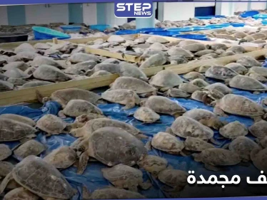 تكساس.. متطوعون ينقذون آلاف السلاحف البحرية من خطر التجمد أنثاء العاصفة