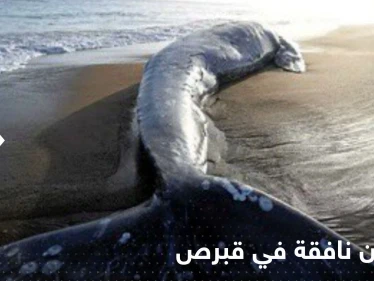 "لغز" مرتبط بالزلزال الكبير.. حيتان نافقة على شواطئ قبرص