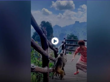 بالفيديو|| قرد سريع يسرق حقيبة امرأة صينية عندما كانت ترقص وتغني بحديقة حيوانات وطنية