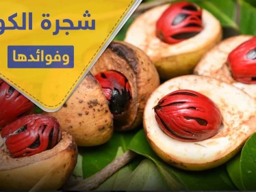 شجرة الكولا المعمرة .. وفوائدها الصحية والعلاجية