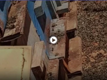 بالفيديو || المبيدات الحشرية تفتك بالنحل في إدلب والمربون يشكون انحسار المراعي