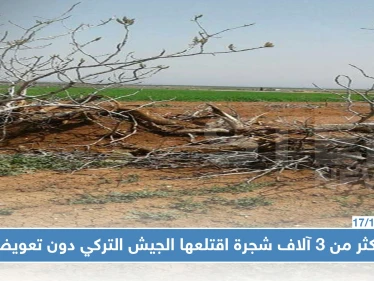 سوريون خسروا أراضيهم وأشجارهم في كلجبرين بريف حلب بسبب الجيش التركي