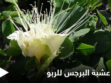 حقيقة فوائد عشبة البرجس للربو ومحاذير استخدامها