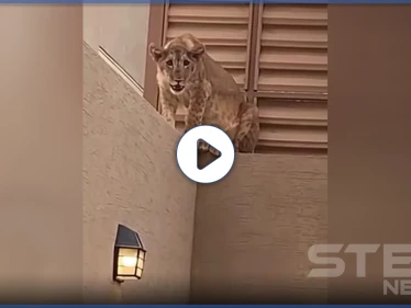 بالفيديو|| مفاجئة غريبة.. أسد في منزل عائلة سعودية على بعد أمتار من "أضحيتهم" وهكذا ردت السلطات