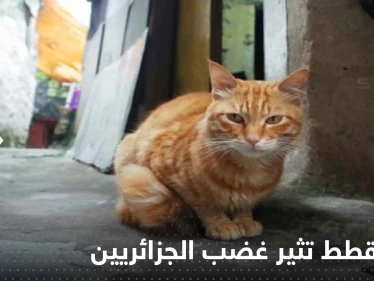 غضب جزائري على وسائل التواصل بعد بيع جزارين لحم القطط على أنها أرانب!