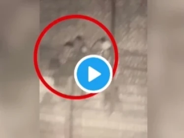 إسرائيل تنشر شريطاً مصوراً لِلبنانيين حاولوا التسلل إلى أراضيها ليلاً.. وأدرعي يوجه رسالة للبنان (فيديو)