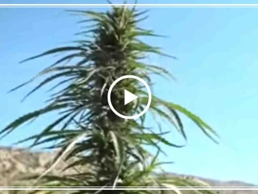 شاهد بالفيديو || تاجر حشيش لبناني يُطالب الحكومة بفتح المعابر لتصدير الحشيش ويقول "افتحوا المعابر بدنا نطعمي ولادنا مال حلال"