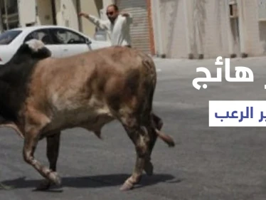 شاهد|| ثور هائج بشوارع تبوك يثير ذعر المارة وعجل يقتحم طريق عام ويتسبب بوقوع حادث مؤلم