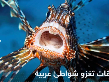 "بعضها خطير".. مخلوقات بحرية غريبة تغزو شواطئ دولة عربية