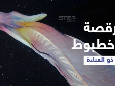 بالفيديو|| مشاهد نادرة لأنثى الأخطبوط ذو العباءة ترقص تحت الماء بشكل غريب لمراوغة المخلوقات المفترسة