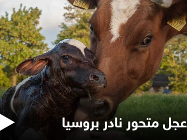 شاهد|| ولادة عجل متحور نادر في روسيا.. له رأسين وجسم خنزير
