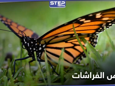 لن تعرف الأجيال القادمة الفراشات.. دراسة علمية تكشف سبب انخفاض أعدادها المتسارع
