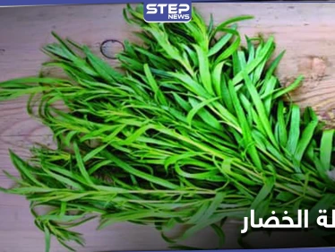 الطرخون عشبة عطرية.. فوائدها الغذائية والعلاجية للقلب والأمراض المزمنة