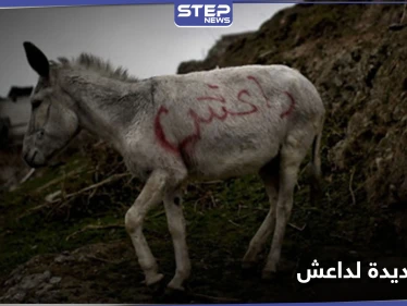 بالحمار المفخخ.. حيلة جديدة يتبعها داعش في عملياته