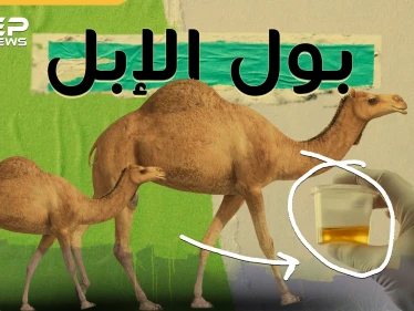 بول البعير ..اتفاق بين سنة وشيعة وتزكية من ابن سينا..ماذا تفعل رشفة من هذا البول!؟