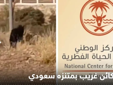 شاهد|| الحياة الفطرية تعلق على ظهور كائن غريب أسود بمتنزه جنوب السعودية