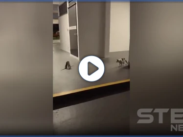 بالفيديو || معركة حاسمة بين فأرين بجانب قطة.. شاهد ماذا فعلت