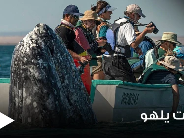 بالصور|| حوت ضخم يمرح مع مجموعة مراقبين ويظهر خلفهم وهم يبحثون عنه بالاتجاه المعاكس