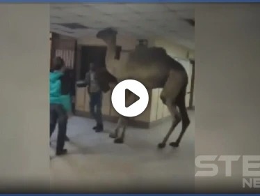 بالفيديو|| اقتحام جمل لمستشفى في مصر يثير ضجة.. والذبح لثورٍ هائج حطم السيارات بشوارع السعودية